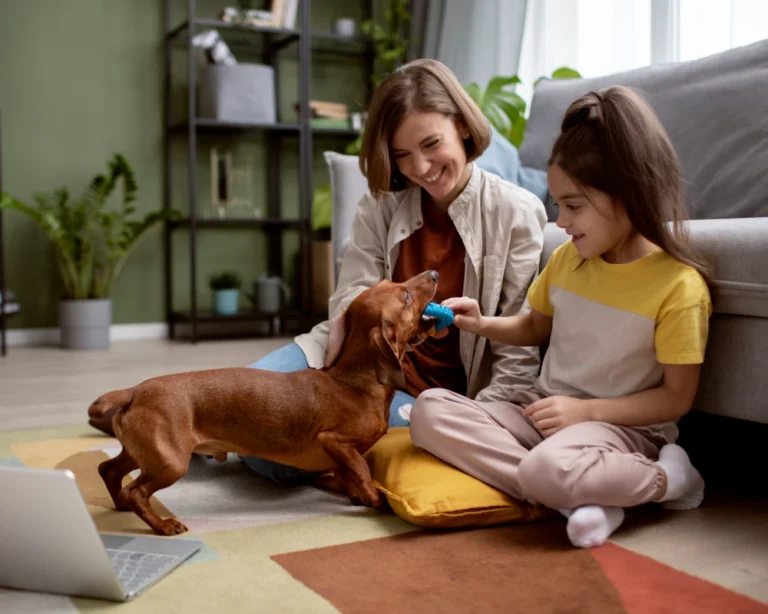 automatic pet bowl feeder